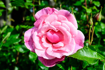 Close up of one large and delicate vivid vivd rose in full bloom in a summer garden, in direct sunlight, with blurred green leaves in the background.