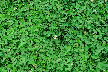 Fototapeta na wymiar Background of clover or trefoil (Trifolium) white flowers and green leaves in a sunny spring day, beautiful outdoor monochrome floral background.