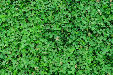 Obraz premium Background of clover or trefoil (Trifolium) white flowers and green leaves in a sunny spring day, beautiful outdoor monochrome floral background.
