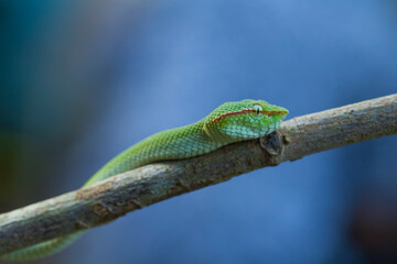 Green Viper Borneo on Branch