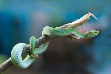 Green Viper Borneo on Branch
