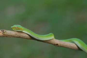 Green Viper Borneo on Branch