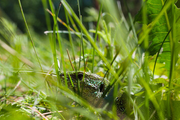 a lizard in the grass