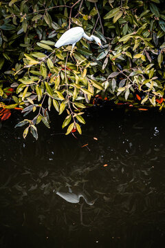manglar, salado, garza