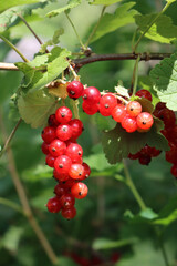 Close-up of red currant bush with red ripe fruitis on branches on summer. Ribes plants with red berries on a sunny day