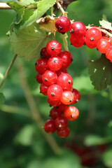 Close-up of red currant bush with red ripe fruitis on branches on summer. Ribes plants with red berries on a sunny day