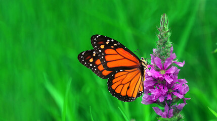 Fototapeta na wymiar colorful monarch butterfly on purple flowers. butterfly in the meadow