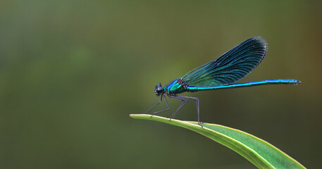 river bright blue dragonfly on a leaf. copy space - Powered by Adobe