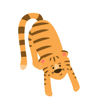 The tiger is stretching. Vector image.