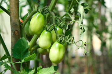 Tomato plants in greenhouse Green tomatoes plantation. Organic farming, young tomato plants growth in greenhouse