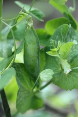 Green peas pods. Organic farm peas. Fresh bio green vegetables.Growing organic vegetables. High quality photo