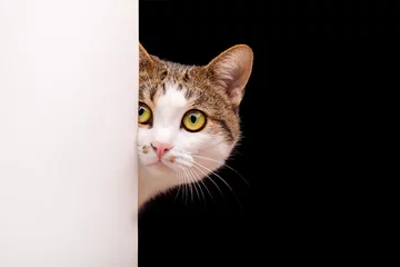 Rolgordijnen Cat looks out, cat on white background peeks around the corner © Ruslan Gilmanshin