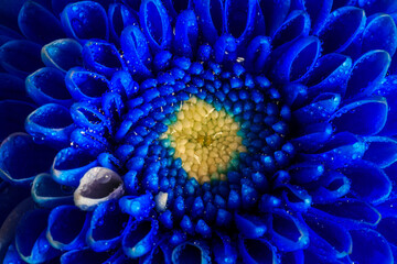 Obraz premium Macro image of a blue chrysanthemum. Top view.