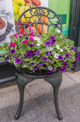Blooming flowers petunia in flowerpot on a decorative metal chair outdoor on the street of the town.