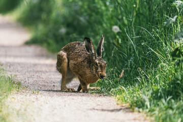 Brown hare Scientific name: Lepus Europaeus Large, alert adult hare sat upright in natural farmland habitat.