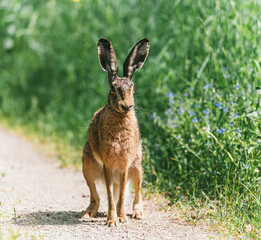Large adult gray hare with long ears in full growth on green grass on sunny day. Close up of cute grey bunny sitting on dirt road. Brown hare.
