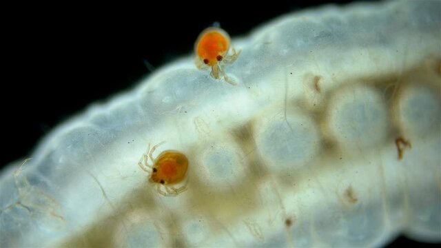 Hydrachnidia mite larva and Hydrophilidae larva under a microscope. A tick of the Arrenuridae family sucks and drinks hemolymph, movement of stylostome inside body is visible.