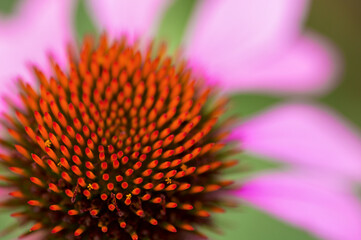 echinacea flower close up on a green background