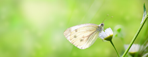 beautiful gray butterfly sitting on a sloping daisy on a green background