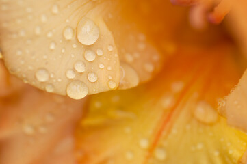 Orange gladiolus with raindrops, macro photo, abstract floral background