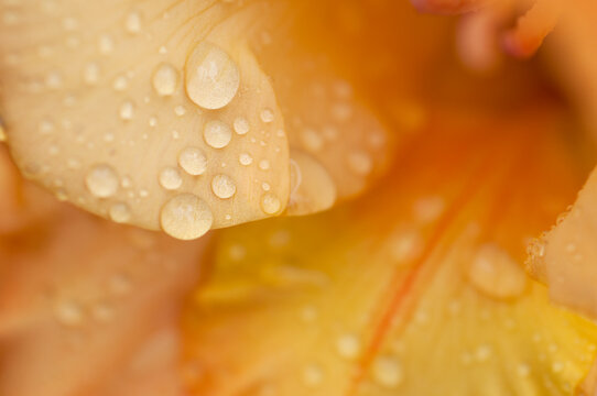 Orange gladiolus with raindrops, macro photo, abstract floral background