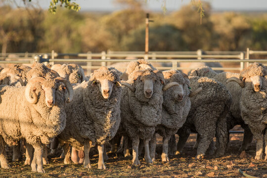 Merino rams looking at the camera
