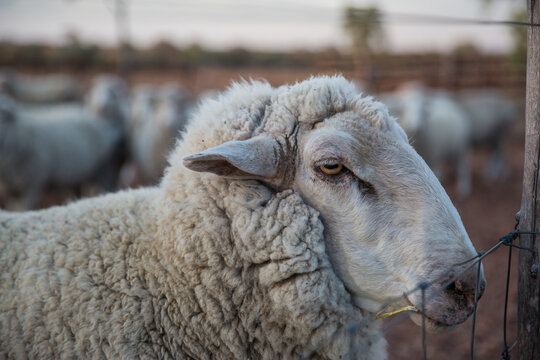 Sheep standing at fence