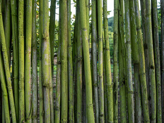 Obraz premium image of different bamboo poles arranged in a row