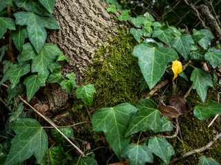 detail texture of a trunk among ivy leaves