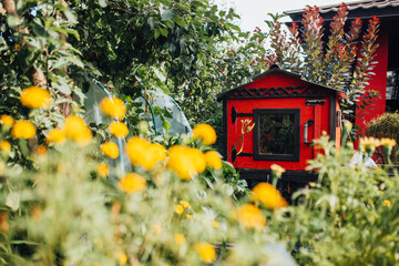 Red wooden house for laying hens - decorative chicken coop on the farm