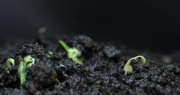 Plant sprouting from the ground time lapse. Macro shot of a sprout on a black background as 4K.