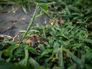 brown insect among green grass