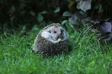 hedgehog in its natural environment, on green grass.