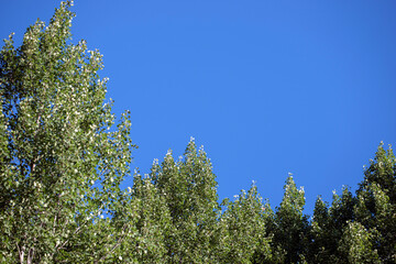 blue sky and tree, åre, sverige,norrland,sweden,