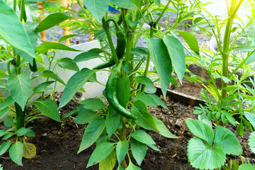 Pepper grows on a Bush in a greenhouse. Harvesting in summer and autumn in the garden, in the garden.