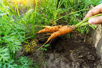 Ugly carrots picked from garden in hands. Carrots on garden ground. Harvest. Agriculture.