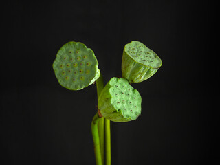 Lotus seeds on black background