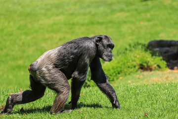Naklejka premium Chimpanzee walking in a field. Side view