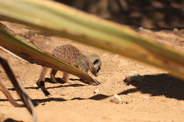 Suricate or meerkat (Suricata suricatta) detail portrait