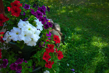 Petunia flowers in garden pots on a green summer background