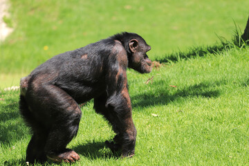 Obraz na płótnie Canvas Chimpanzee standing in the green grass. Side view