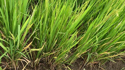 Rice Tungro Disease or Yellow Orange Leaf Disease ,Rice Tungro Bacilliform Virus (RTBV) and Rice Tungro Spherical Virus (RTSV)
