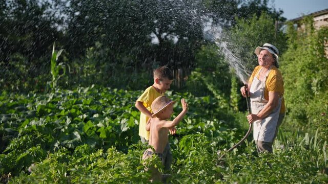 agrarian business, joyful male children have fun running around the garden while a laughing elderly woman watering green plants