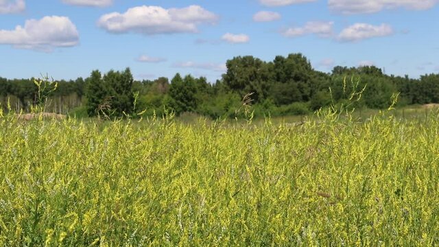 Melilotus officinalis. Medicinal sweet clover in summer in Siberia