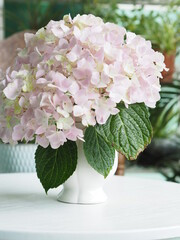 pink hydrangea flower in a vase on a white table
