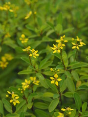 yellow flowers in the garden