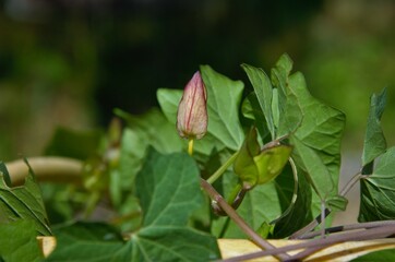 grass bindweeds from buds in the garden on the fence