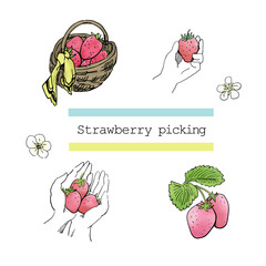 Strawberry picking(color）