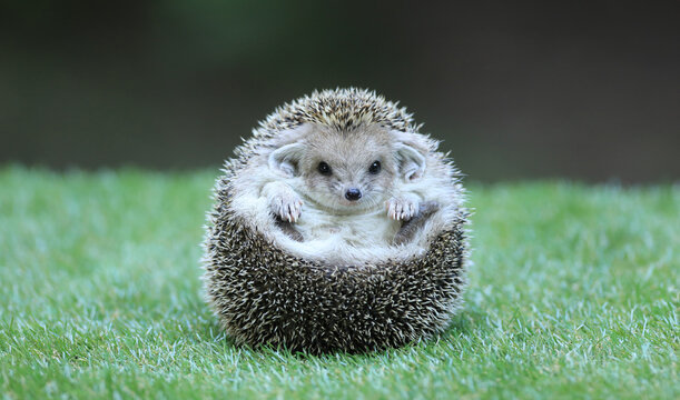 hedgehog in its natural environment, on green grass.