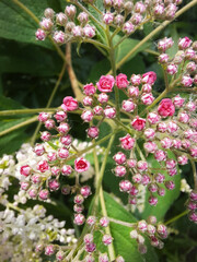 Spiraea japonica buds